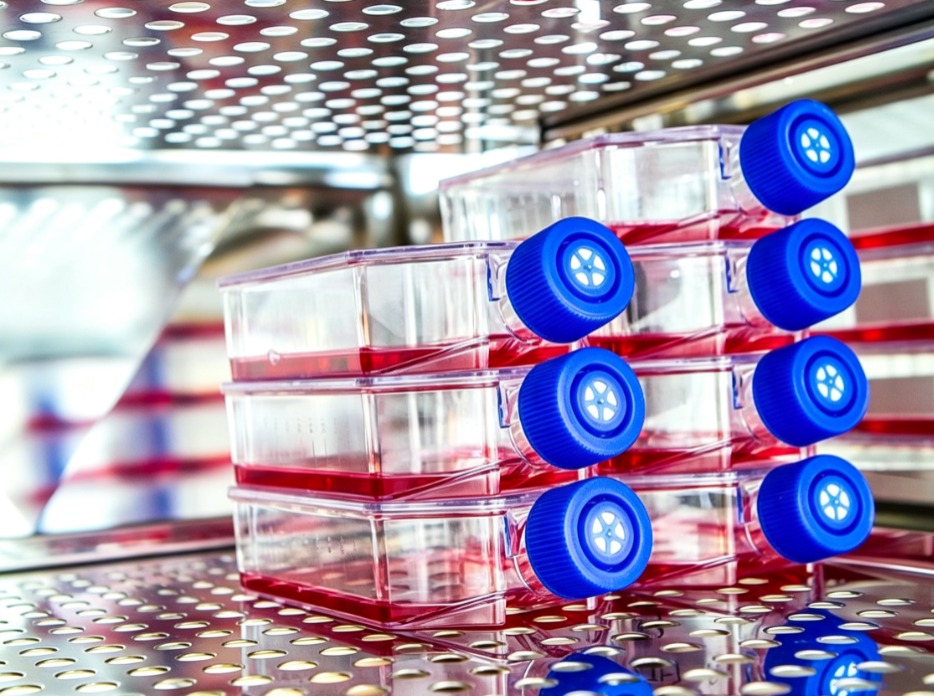 Choose T25 T75 T175 Flasks to Scale Your Cell Culture Workflows