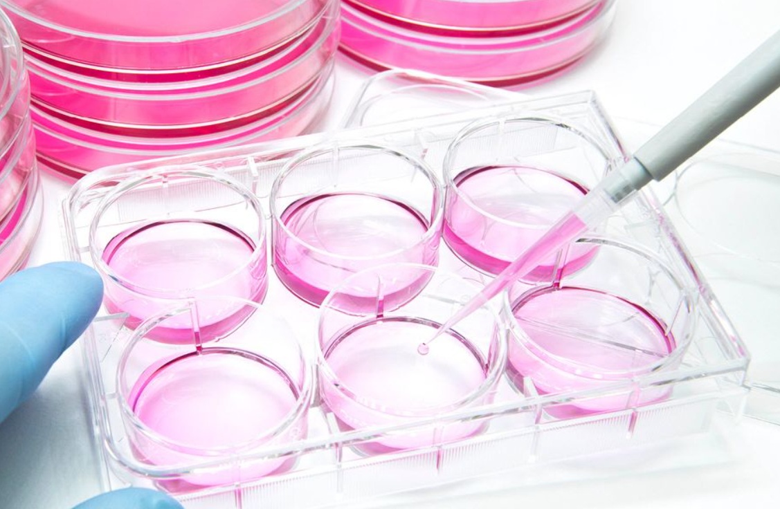 Sterile optical-clear cell culture plates minimize contamination and imaging distortion