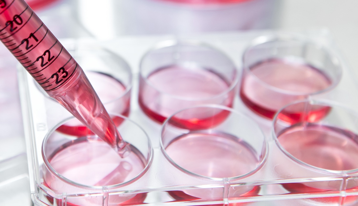 Reducing plastic extractables protects cell culture stability and accuracy